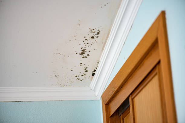 Best Mold Remediation for Schools in Oakwood, PA