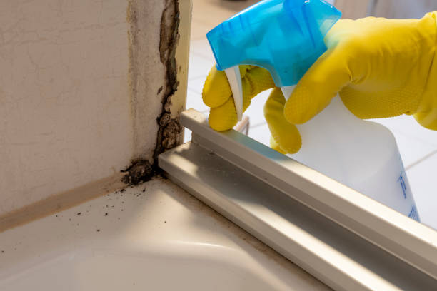 Best DIY Mold Remediation Support Services in Oakwood, PA