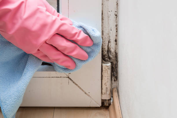 Best Insurance-Related Mold Remediation in Oakwood, PA